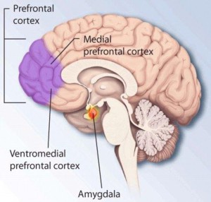 brain cortex